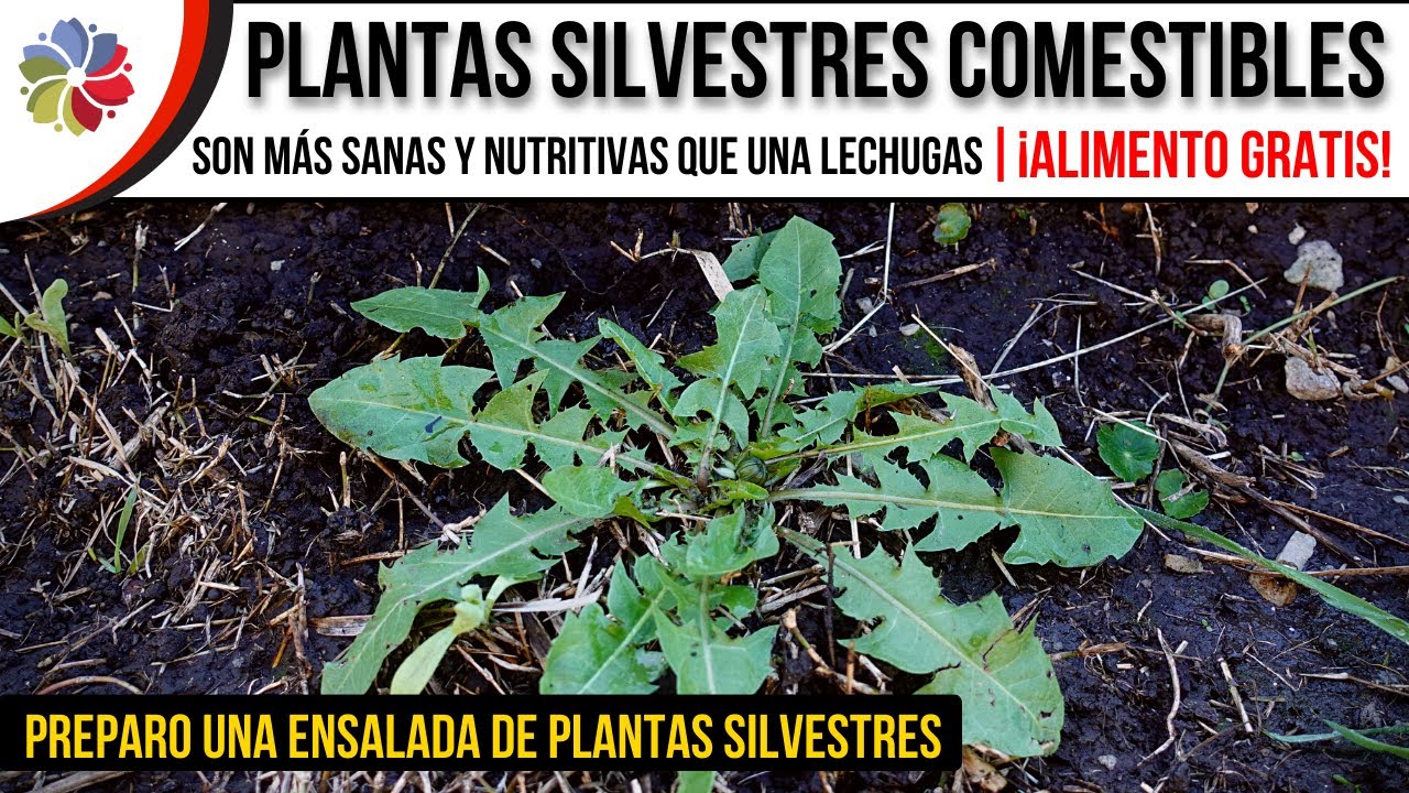 🌿 PREPARO MI COMIDA con PLANTAS SILVESTRES COMESTIBLES - Comida gratis y saludable