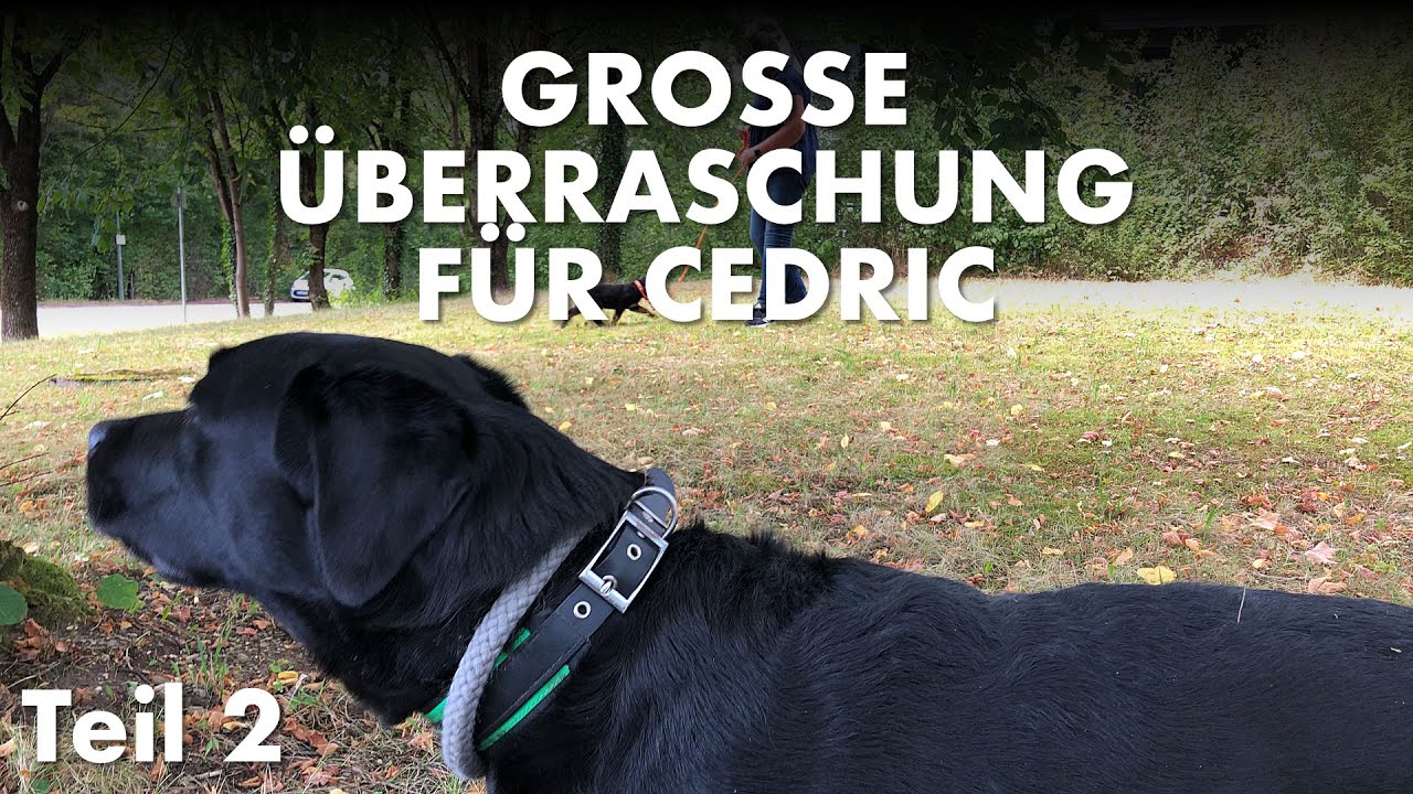 Cedric der Labrador - 171 | Große Überraschung für Cedric! - Teil 2