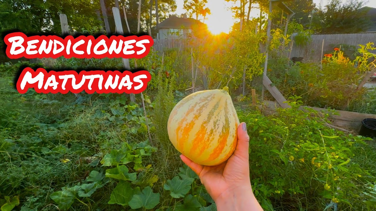 Cosecha y preparación de comida con los vegetales de la huerta 