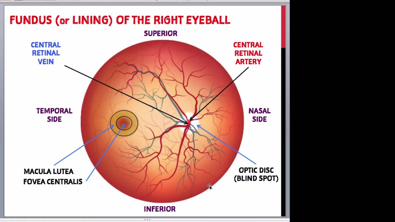 Anatomy of the Eye for Non-Ionising Radiation Imaging and Informatics