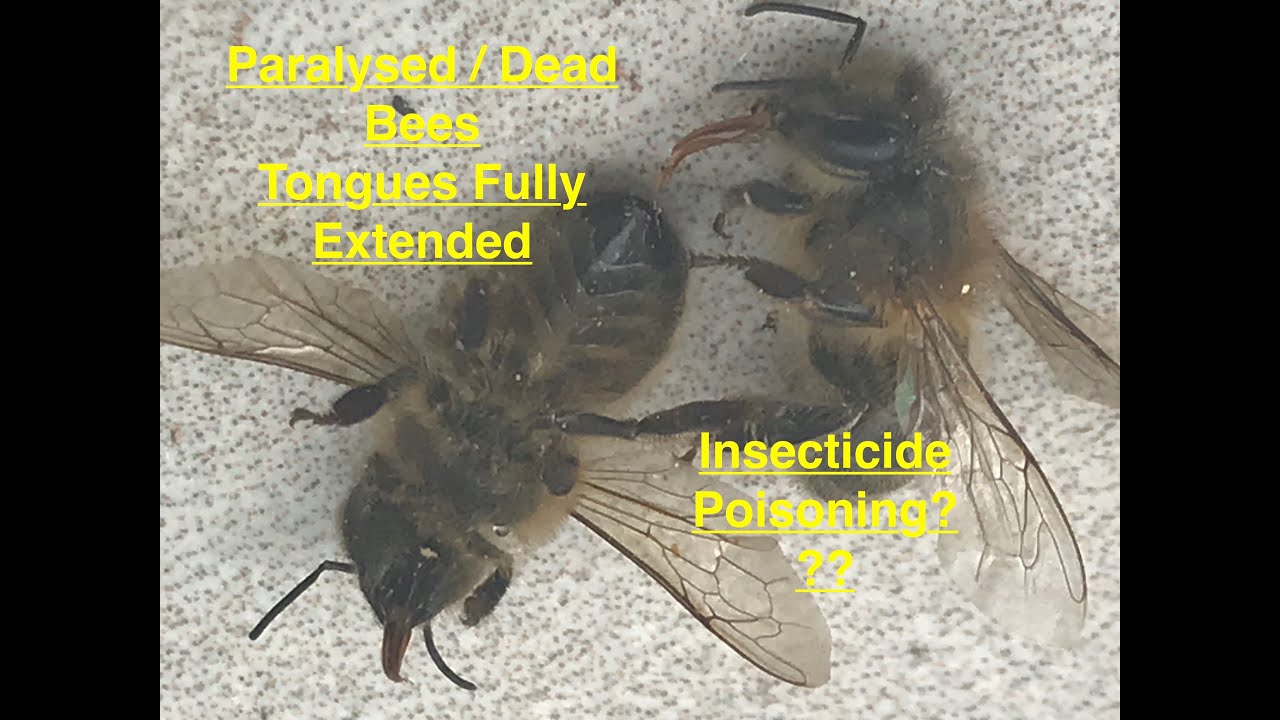 Has our bee colony been exposed to pesticides / poisoned