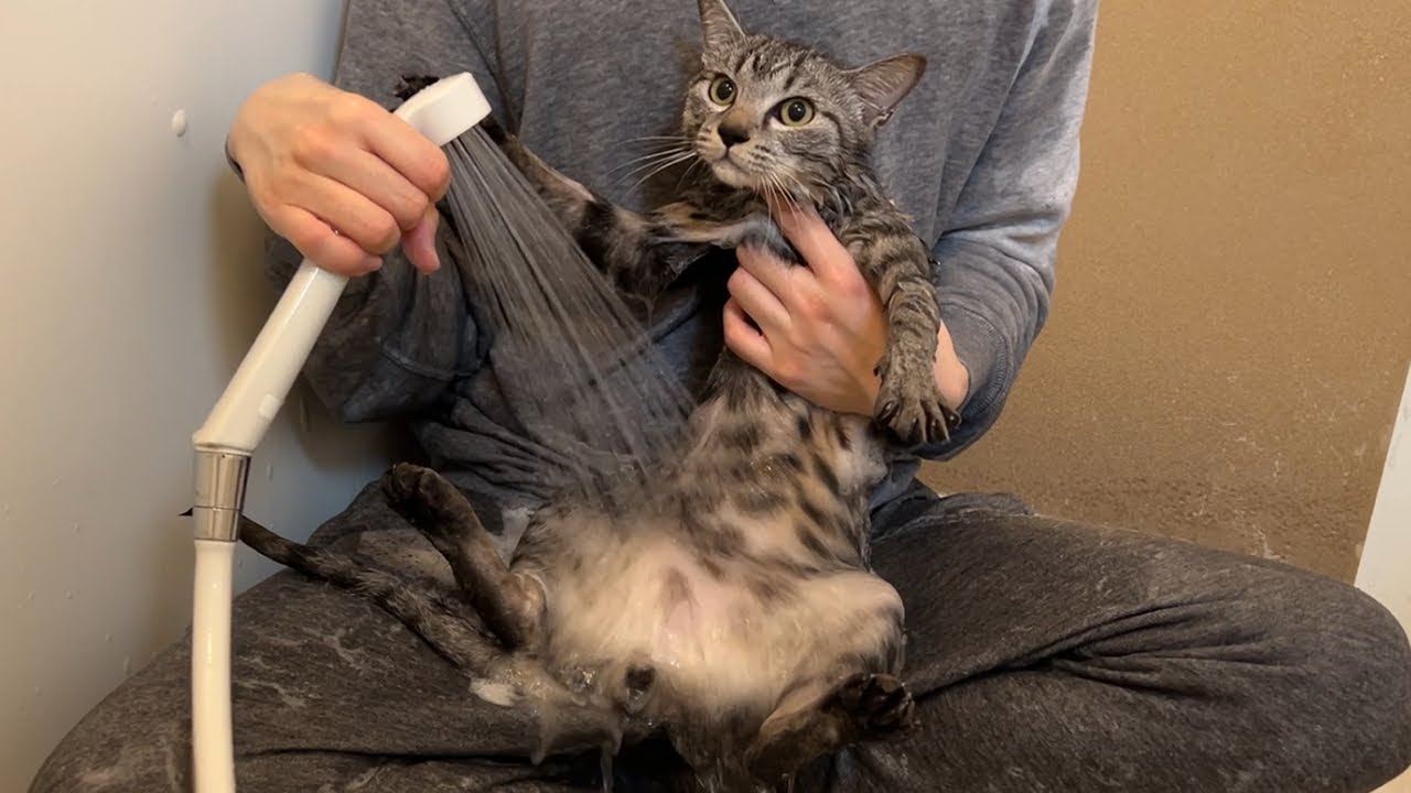 半年ぶりのシャンプーでお尻を洗われてブチギレる子猫【かわいい】