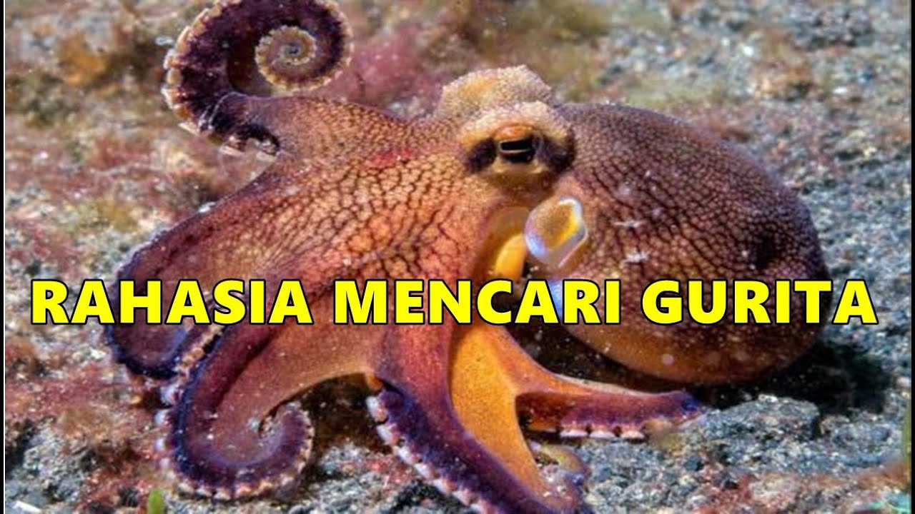 Cara Mencari Gurita di Pinggir Pantai Malam Hari Saat Air Laut Surut Untuk Umpan Mancing