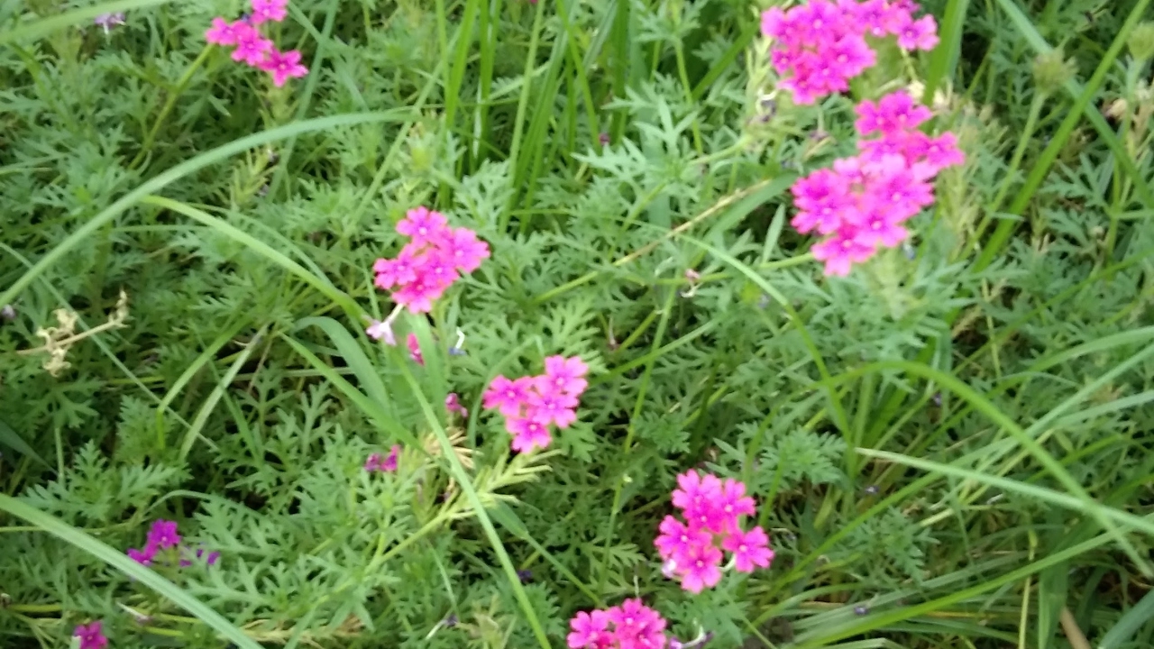 📱 Mpgk Live test 6