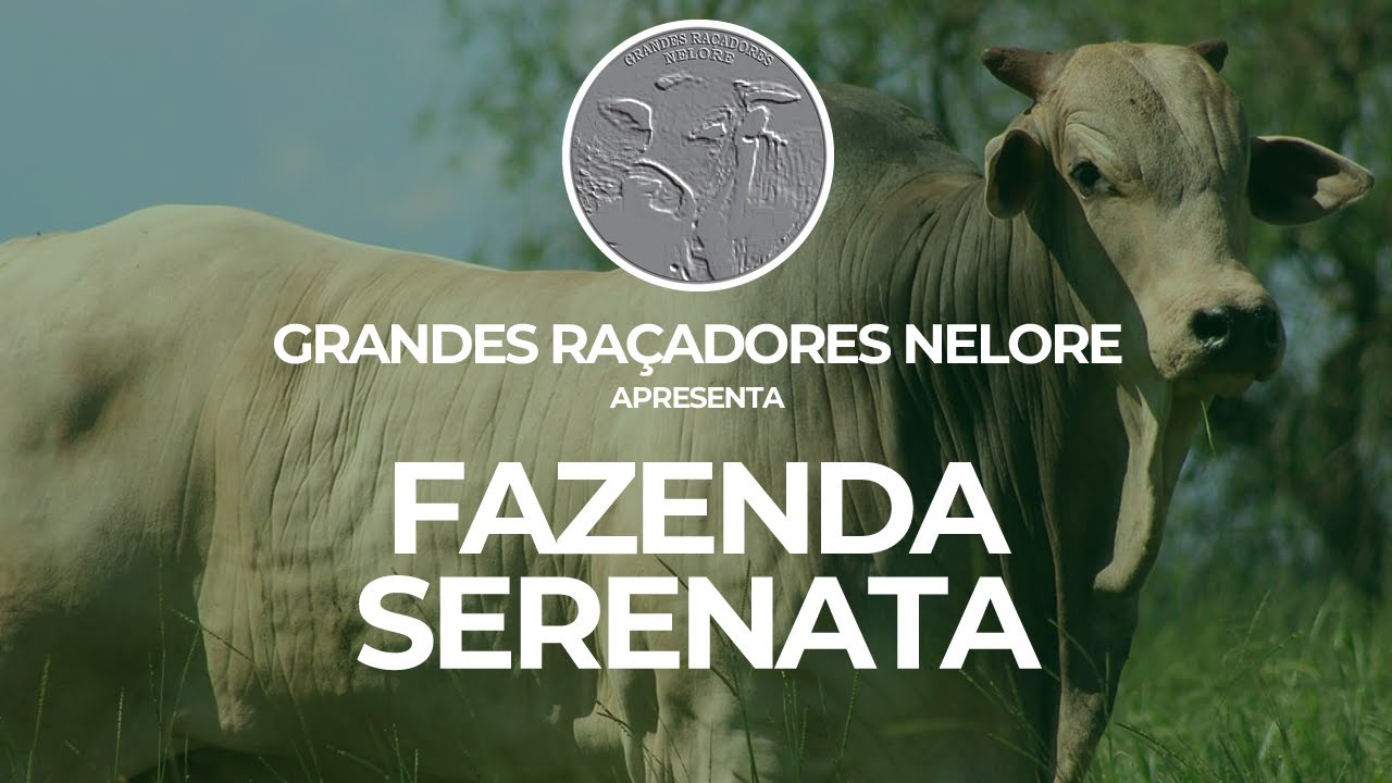 Conversa com Sérgio Sarian - Fazenda Serenata-  Maracaju (MS)