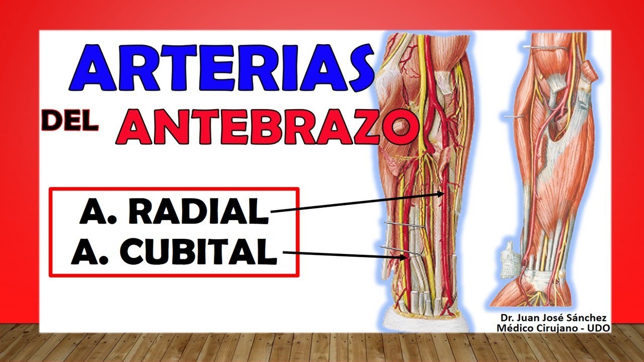 🥇 Arterias del ANTEBRAZO. (ARTERIA RADIAL y CUBITAL)