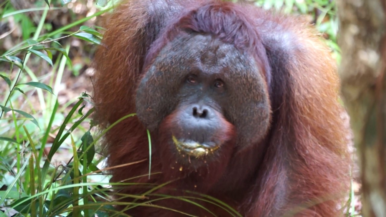 Wild flanged male orangutan produces 'fast long call' vocalization