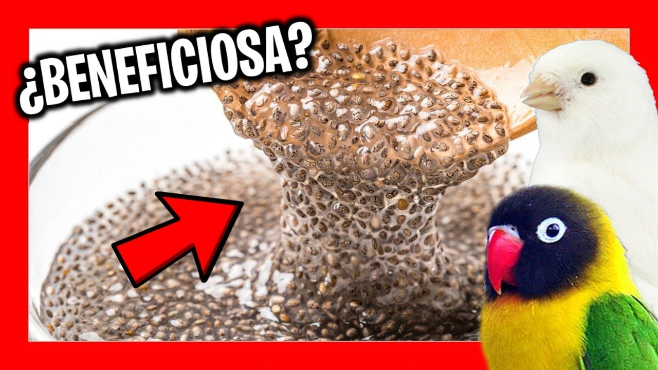 Семена чиа? Да, но сначала посмотрите видео
