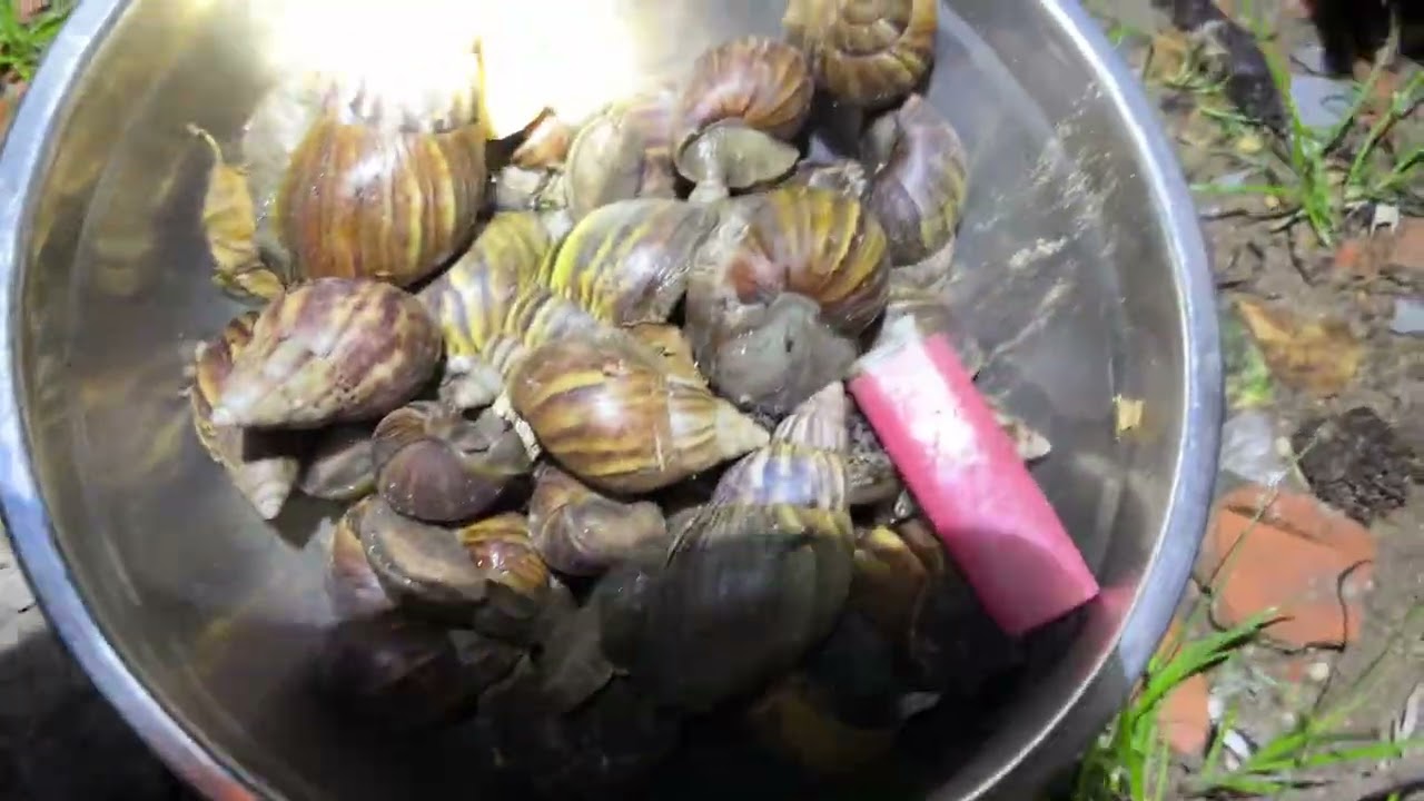Bắt ốc hương (Ma), quá nhiều lun