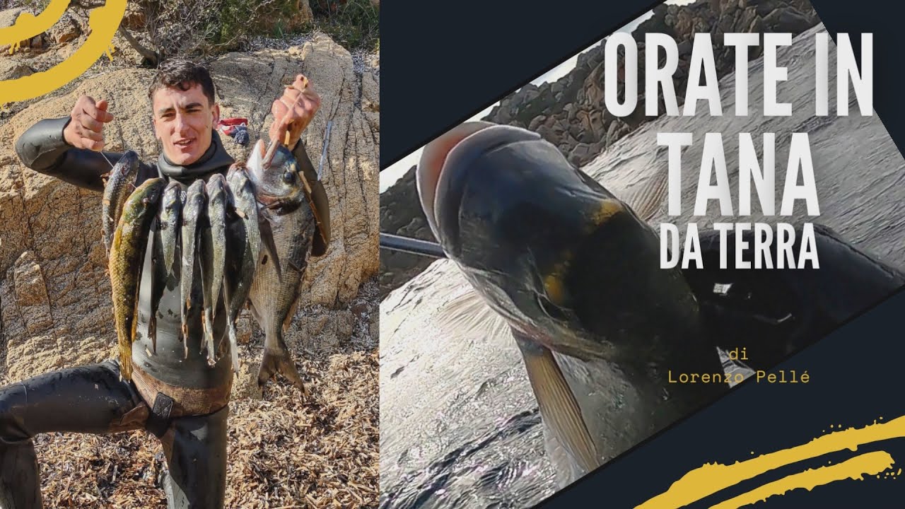 Pesca Sub Sardegna: ORATE IN TANA DA TERRA