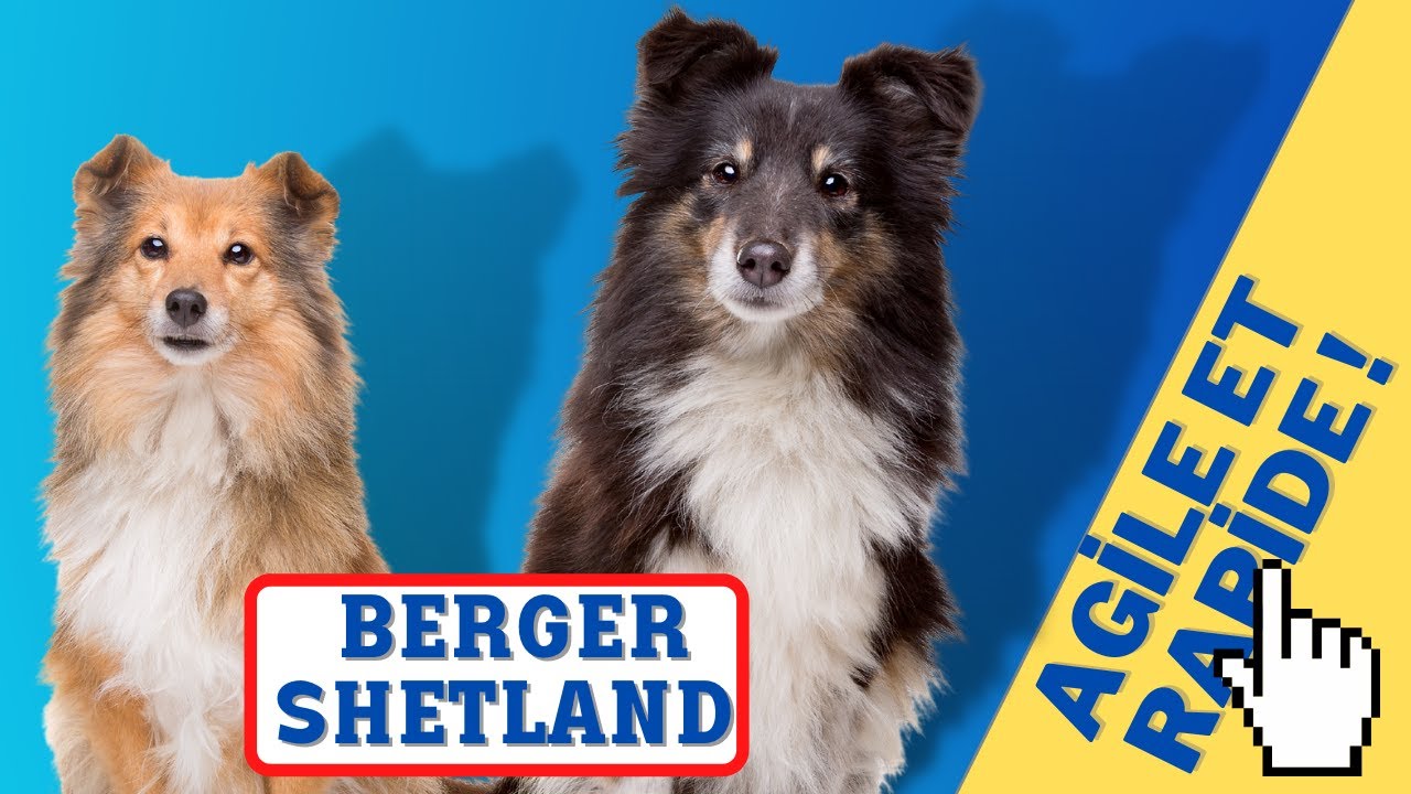 Caractéristiques De La Race De Chien De Berger Shetland / Sheltie 🐕