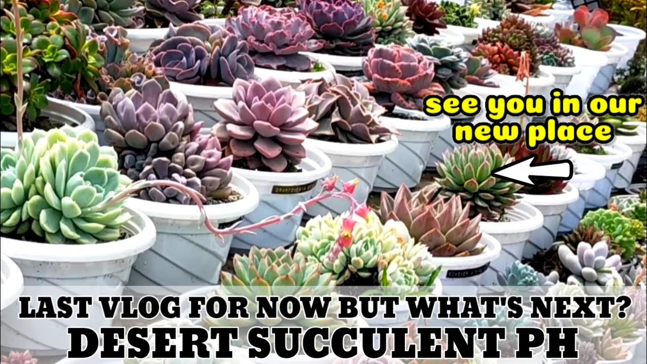 LAST VLOG FOR DESERT SUCCULENT PHILIPPINES 2023 || See you in our New Place & new Succulent Contents