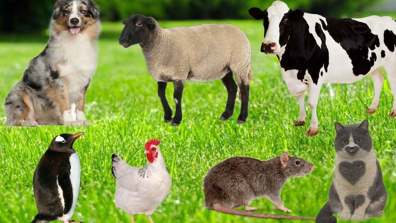 Ultimate Farm Animal Sounds:10 Cow, Sheep, Cat, Dog | 