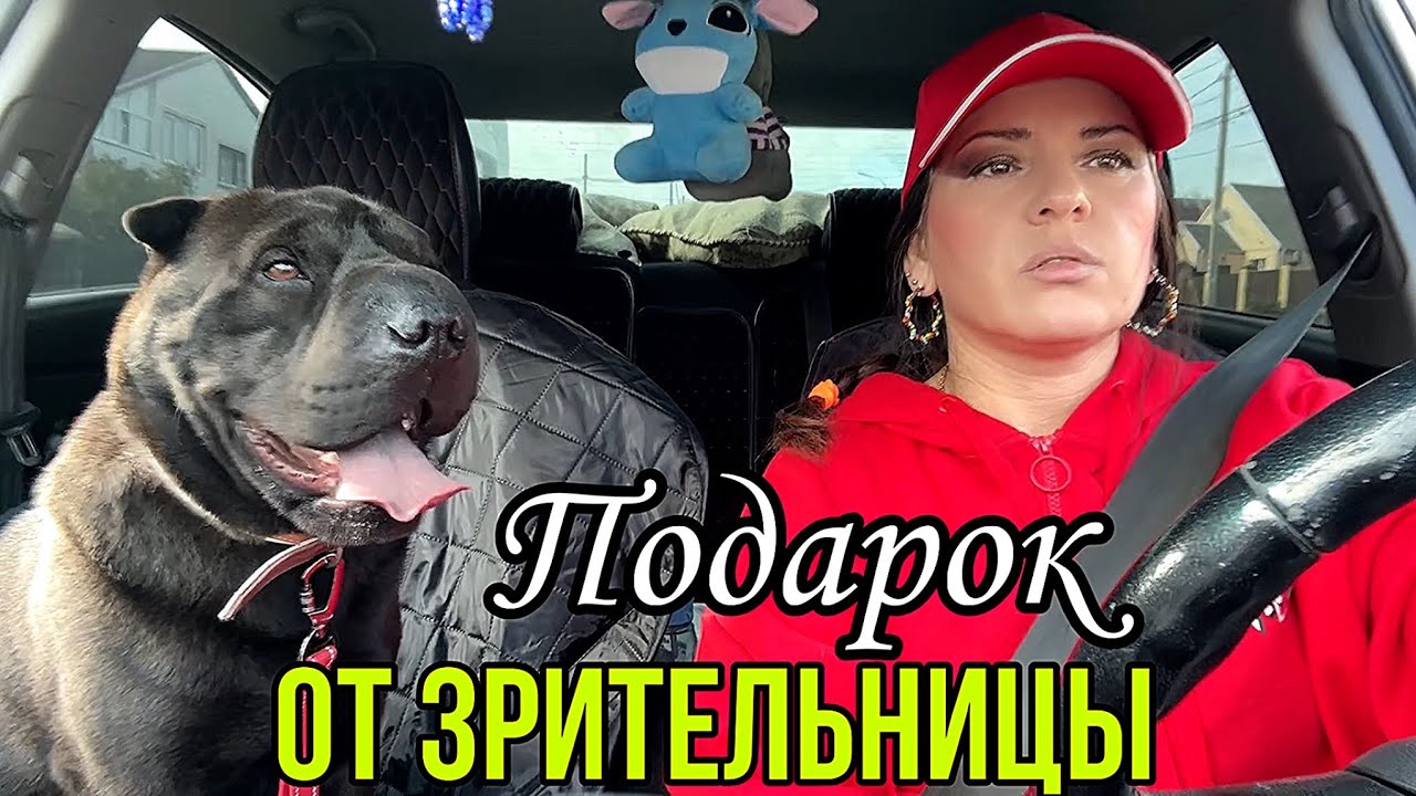 Повезла Рэя в ВЕТКЛИНИКУ#собака#золото#отношения 