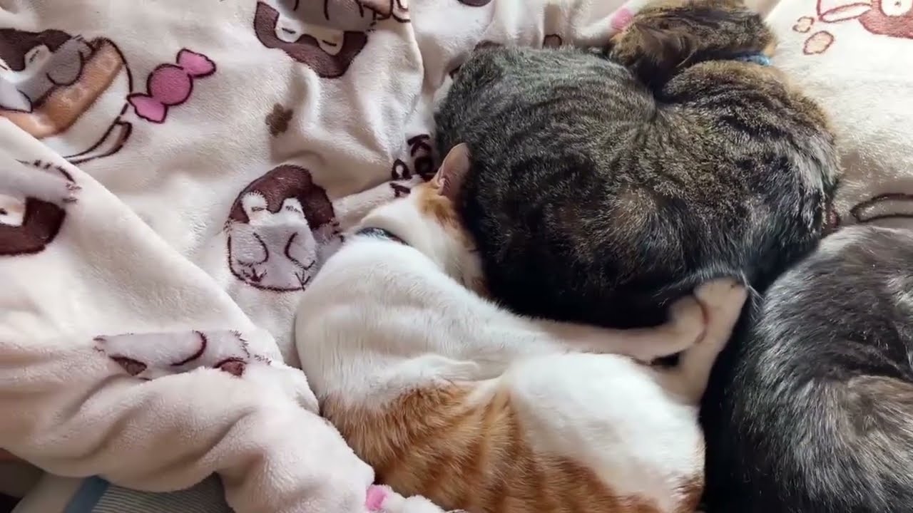 【保護猫】子猫の信くんです🐱【子猫】