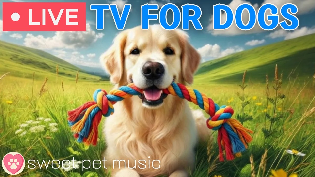 🔴24 Hours of Dog TV🎵🐶Calming Music for Dog Sleep🐾🩷Soothing Dog Music Eases Stress and Anxiety