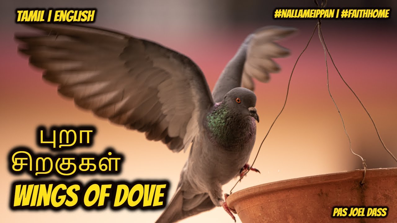 புறா சிறகுகள் by pastor joel dass
