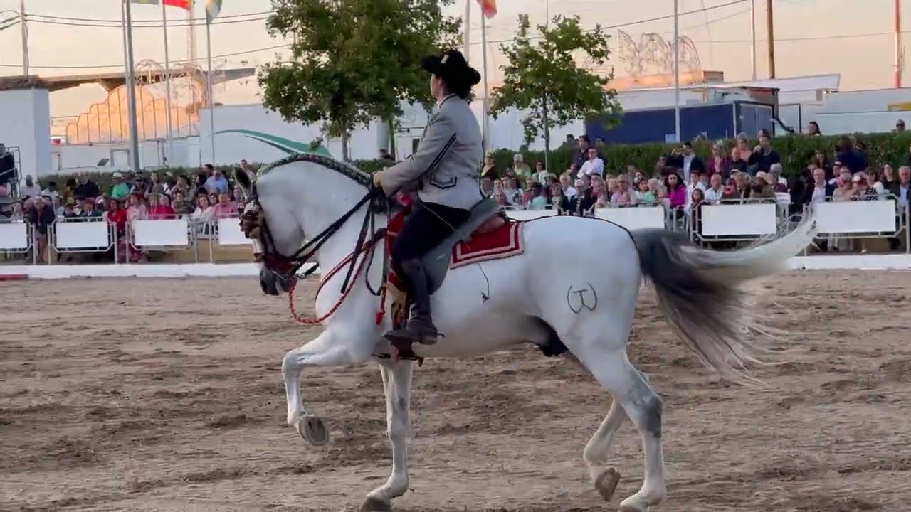 Beautiful horse show🐎 in Rota Spain. #feria2024 #feria #caballos #rotaspain #yt #filamblog #hola