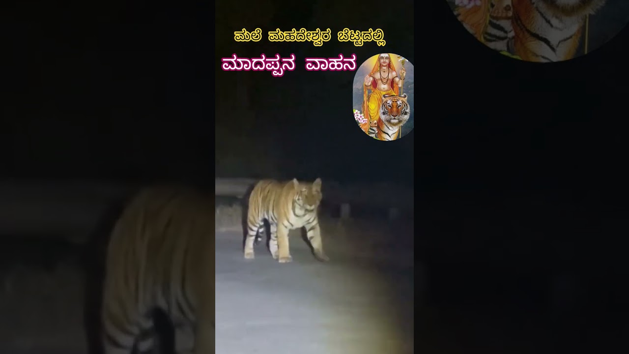 ಮಲೆ ಮಹದೇಶ್ವರ ಬೆಟ್ಟದಲ್ಲಿ ಹುಲಿ ಪ್ರತ್ಯಕ್ಷ| mm hills tiger entey 🐯#madappa #malemahadeshwara #mmhilles