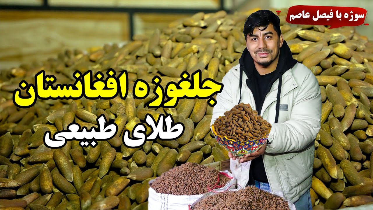 Sozha: Afghanistan Pine nut, natural gold/ سوژه: جلغوزه افغانستان، طلای طبیعی