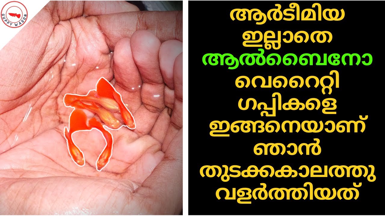 ആൽബിനോ ഗപ്പികൾ ചത്ത് പോകാതെ വളർത്താം 6 വർഷം മുന്നേ തന്നെ വിജയിച്ച രഹസ്യം| Albino guppies breeding