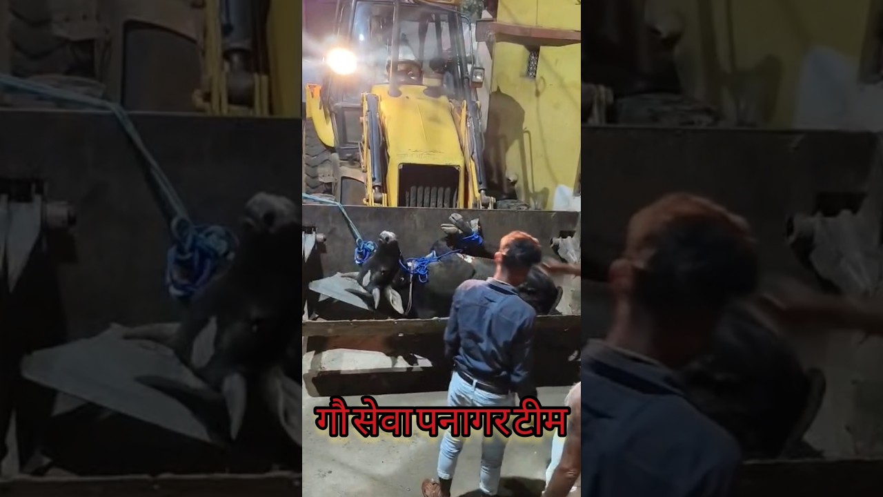 नगर पालिका द्वार किया गया रेस्क्यू रेबीज बिमारी से ग्रासिट नंदी जी😔#tendingshorts #gauseva #india