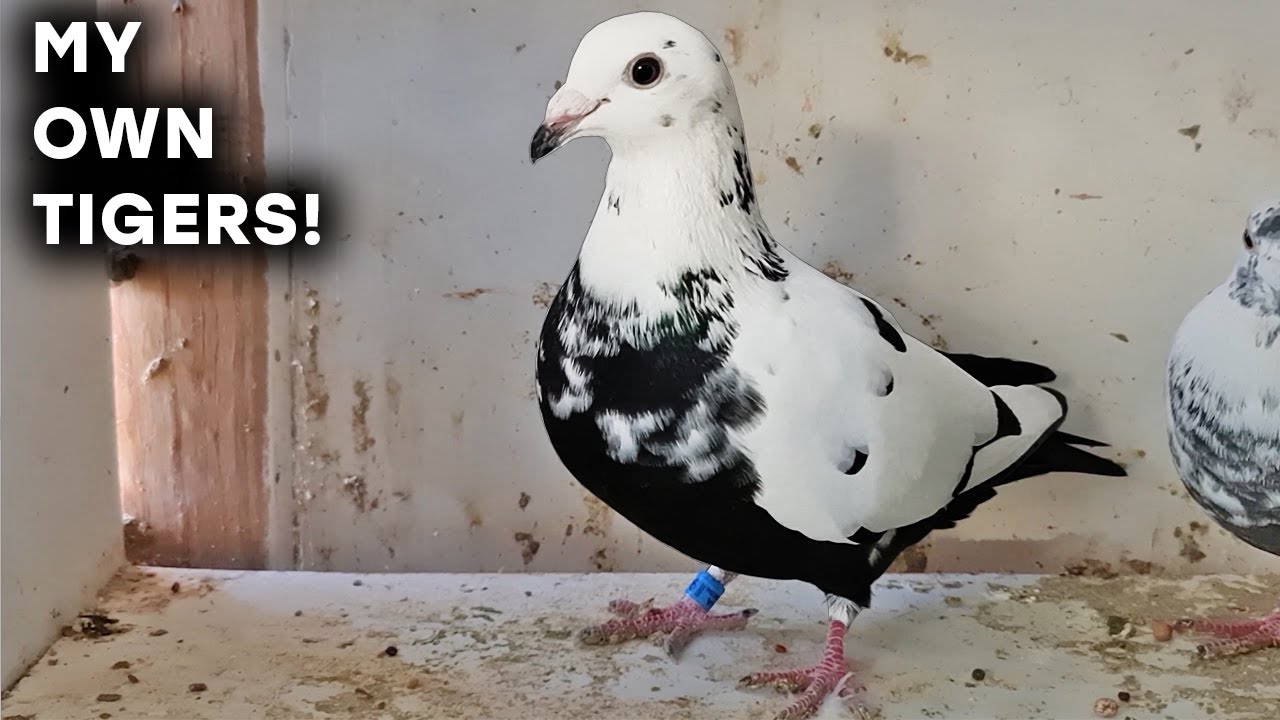 NEW TIGER GRIZZLE PAIR & MORE PIGEONS COMING