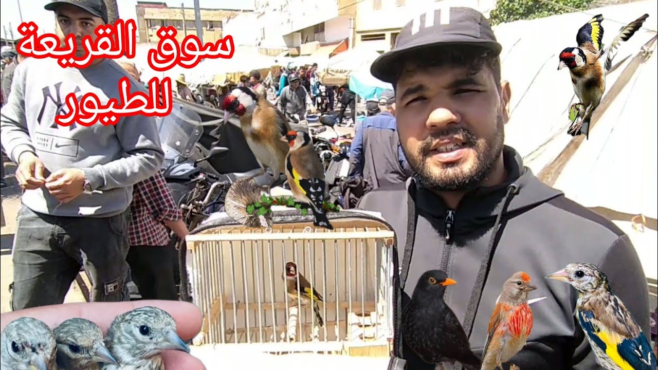 سوق القريعة للطيور يوم الاحد 27/4/2025 تعرف على اثمنة مختلف أنواع الطيور الزينة والمغردة والحسون