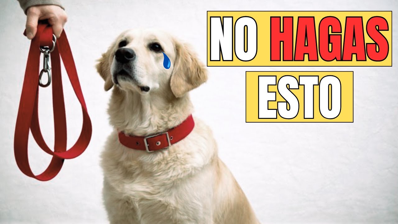 7 Cosas que tu perro NUNCA PERDONA (y lo haces sin saber)