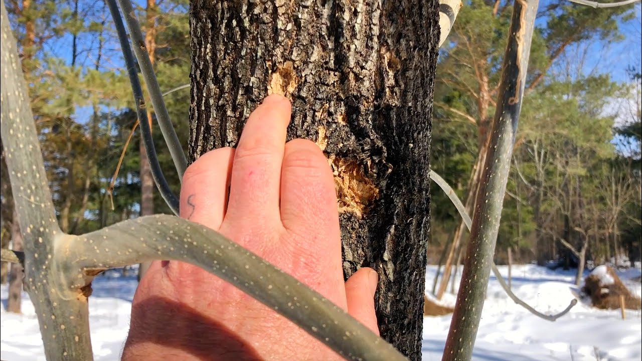 Emerald Ash Borer - Permaculture Perspective