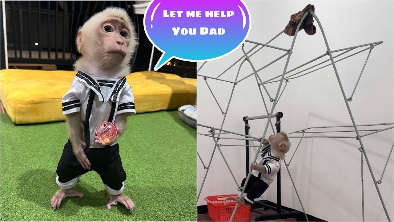 Baby Monkey Alpha helps Daddy put the laundry in the clothes hamper