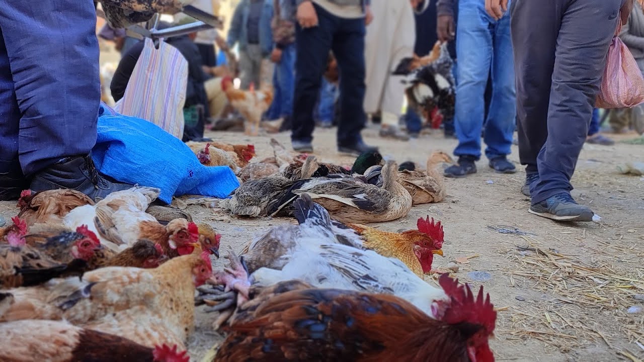 جولة في رحبة الدجاج البلدي والبيض ثلاتاء قرية با محمد هدا الصباح سادس رمضان الكريم
