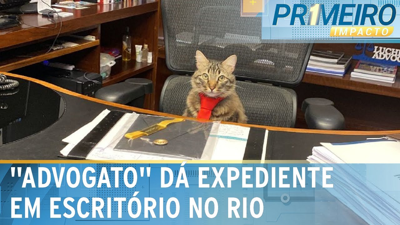 Gato é "contratado" por escritório de advocacia no RJ | Primeiro Impacto (07/08/23)