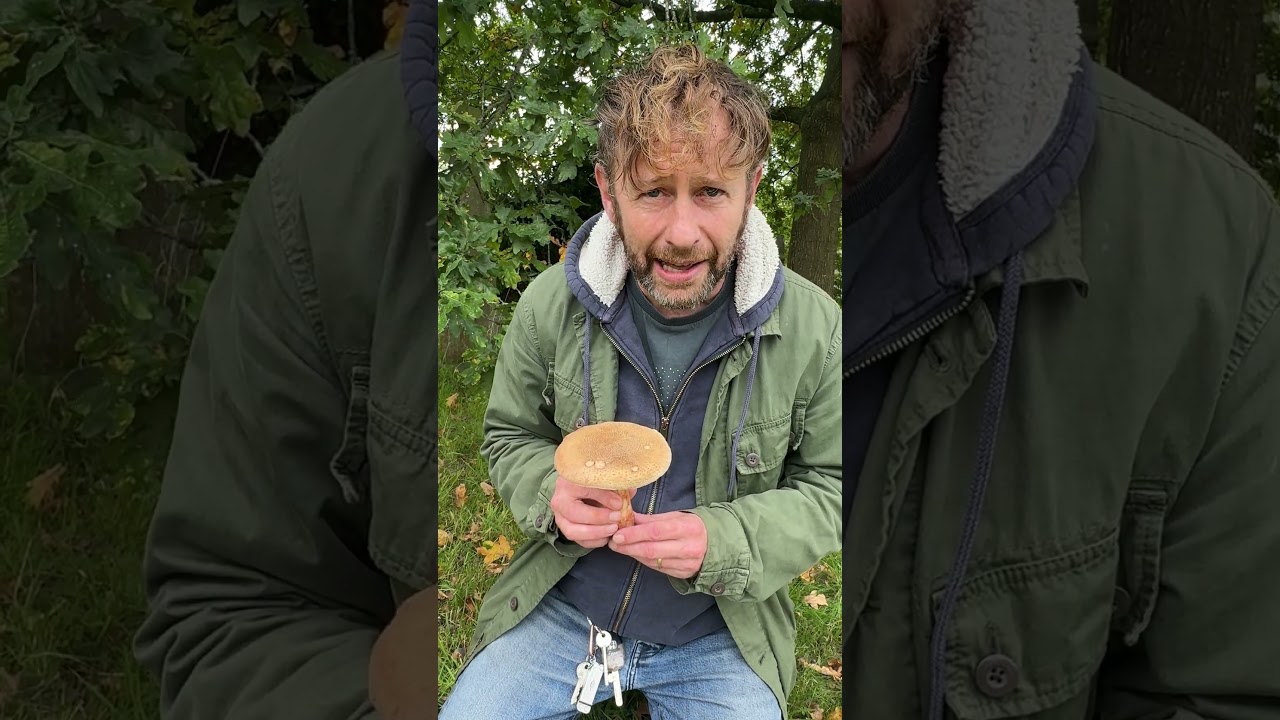 Common and tasty but with lots of lookalikes. The blusher. #wildfooduk #mushroom #mushroomforaging