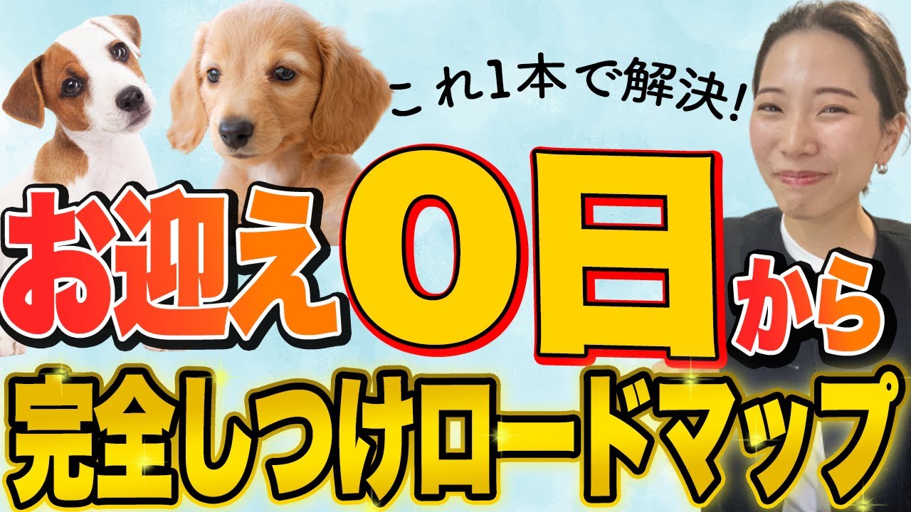 【保存版】お迎え当日から成犬までのしつけ完全ロードマップ