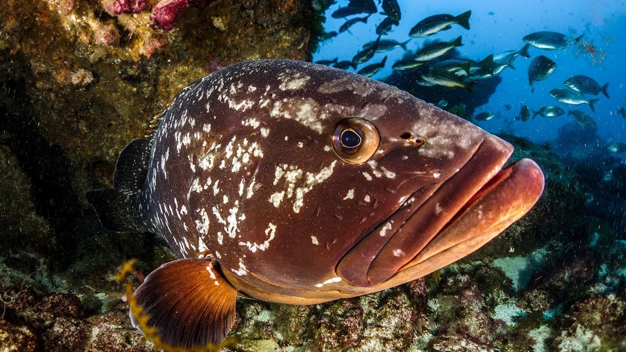 Abre los Ojos | Buceo La Graciosa