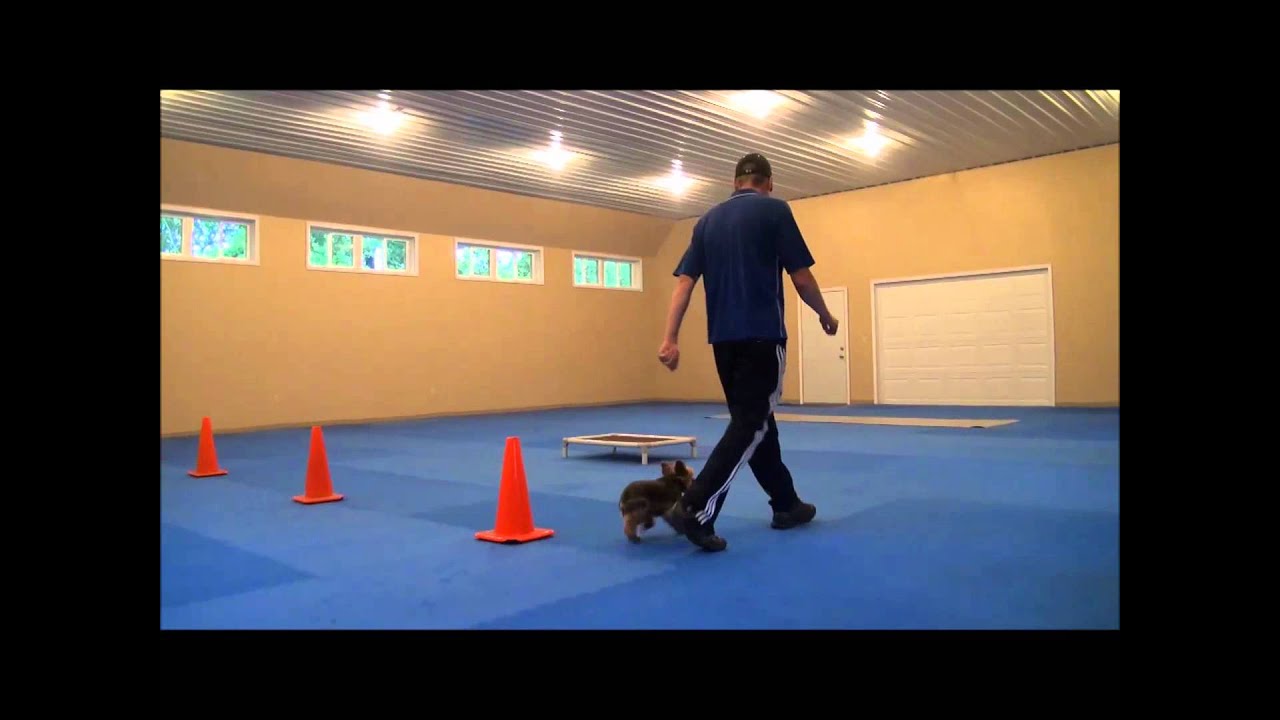 Brutus (Yorkie) Boot Camp Dog Training Video