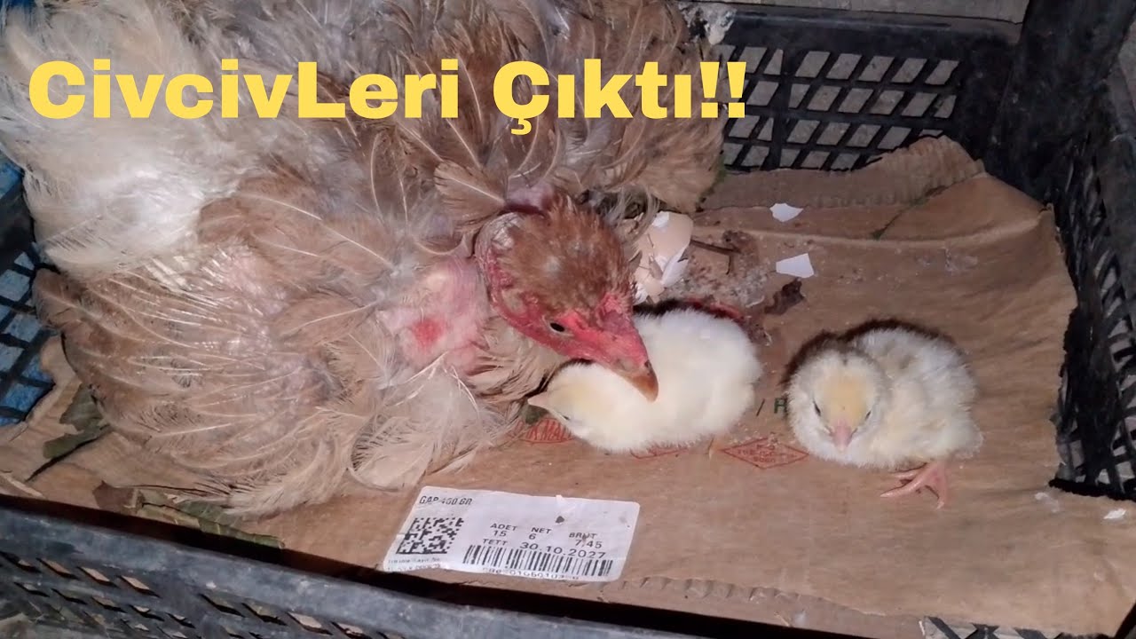 Gurk Tavuğun CivcivLeri Çıktı.!-Kel Horoz Dışarda!!-Küçük Tavuğun Yerini Degiştirdim.!