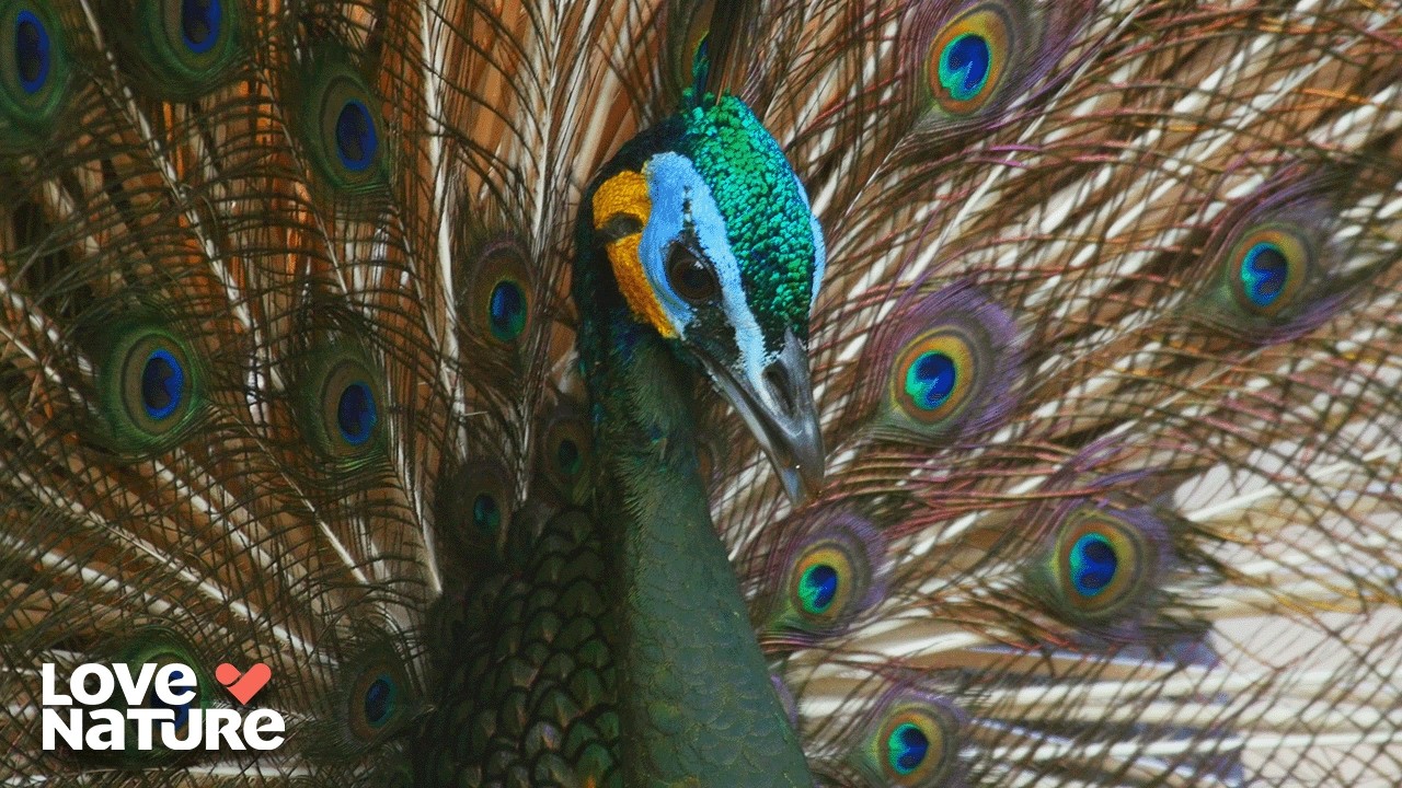Laos: The Most Diverse Animal Kingdom | Mysteries of the Mekong 102