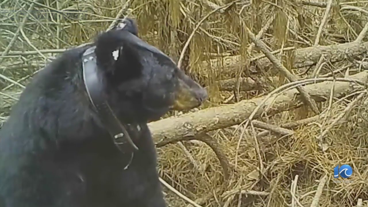 Be bear aware: Your chances of a bear encounter are higher, right now