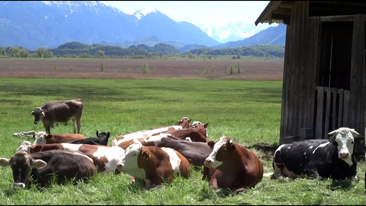Murnauer Moos Rundweg