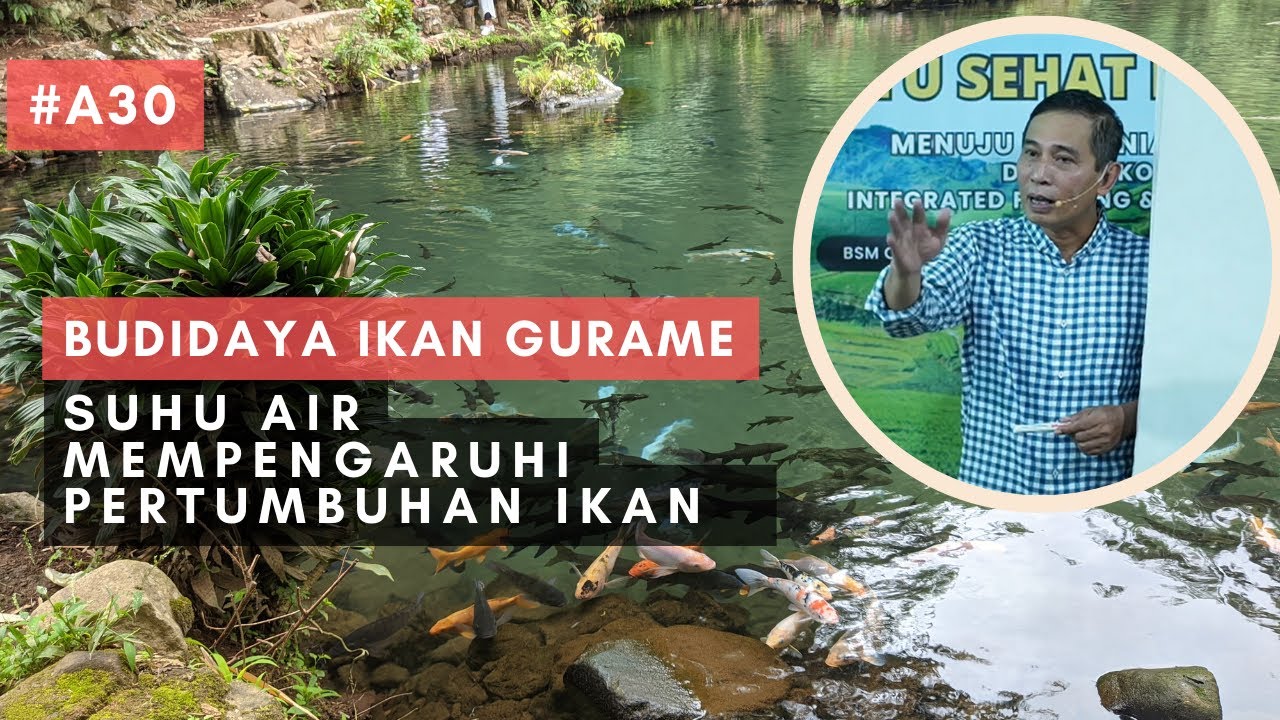 Suhu Air Mempengaruhi Pertumbuhan IKan