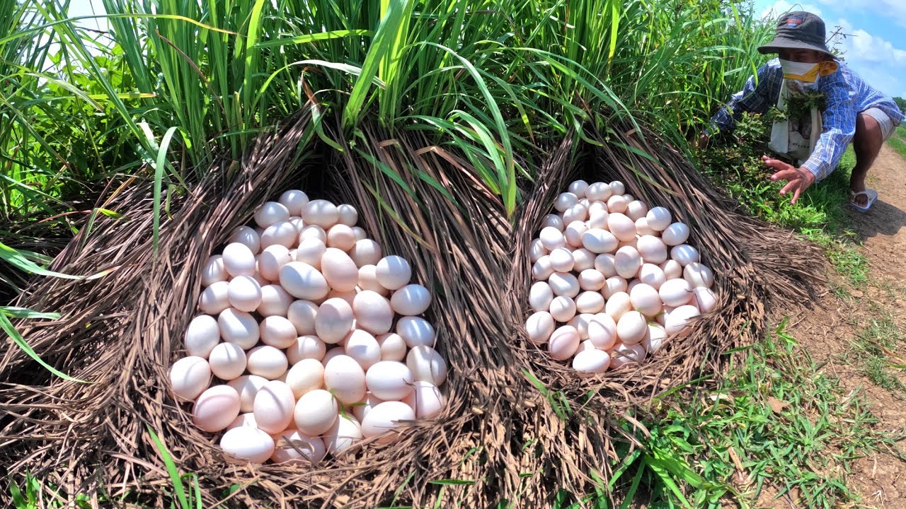 Top farmer, pick a lot of duck eggs in rice field near the village 