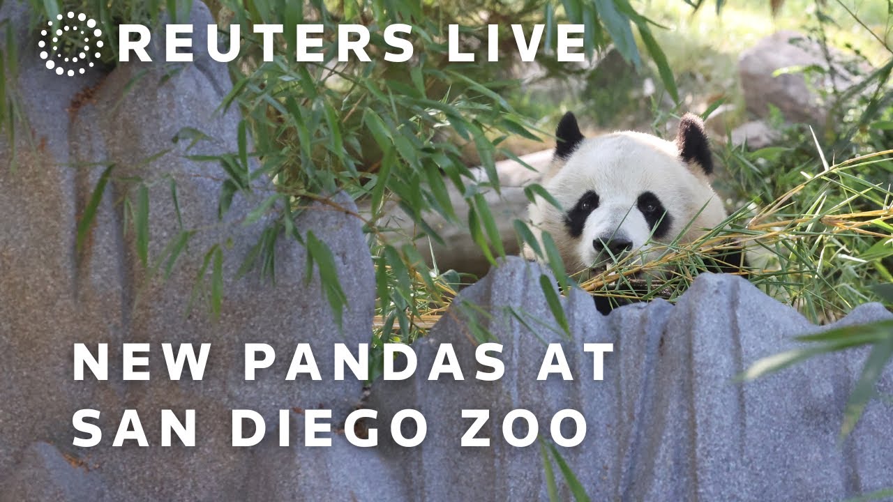 LIVE: Official opening ceremony for two Chinese pandas at the San Diego Zoo