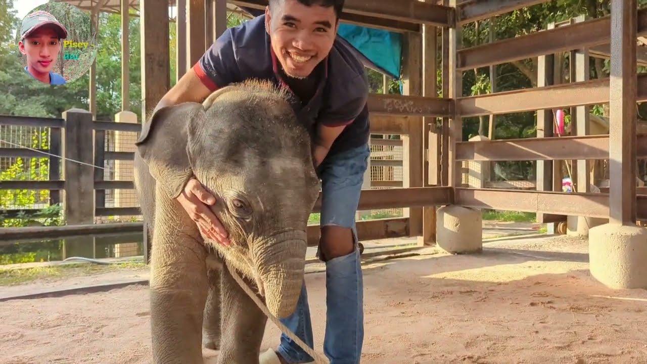 ប៉ាៗសួស្ដីអូនលំផាត់នៅពេលព្រឹក,អូនលំផាត់សុខភាពល្អថ្ងៃនេះរួសរាយ, Happy baby elephant is happy with Dad