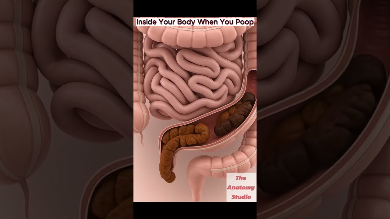 What Happens Inside Your Body When You Poop ｜ Digestive System ｜ Anatomy