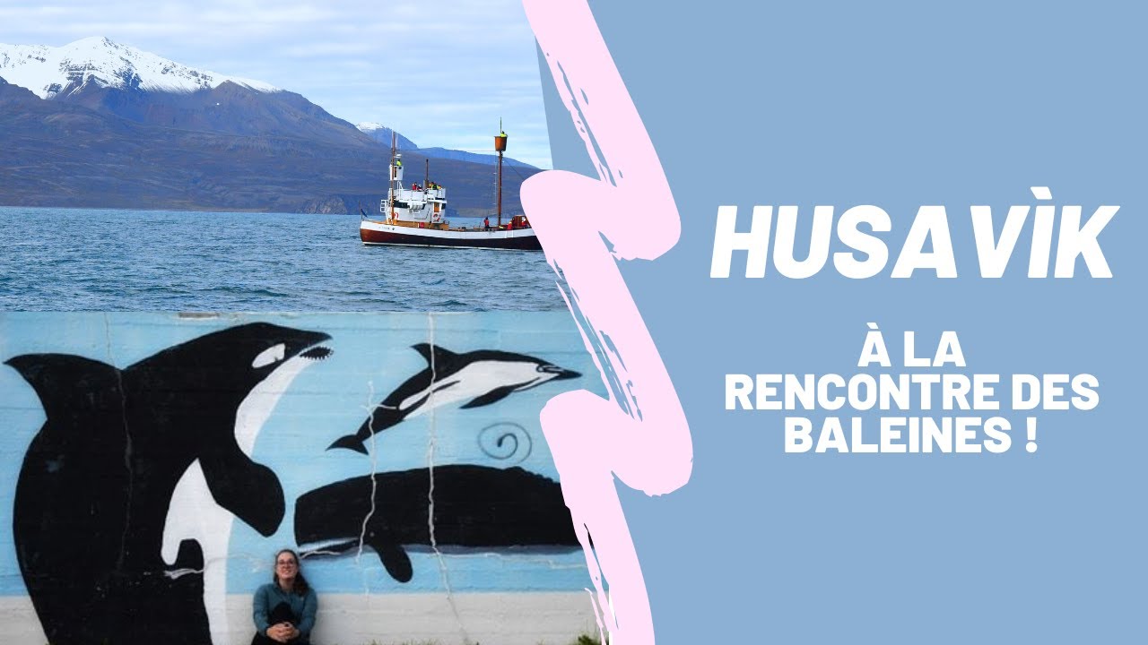 ISLANDE VLOG5 / A LA RENCONTRE DES BALEINES