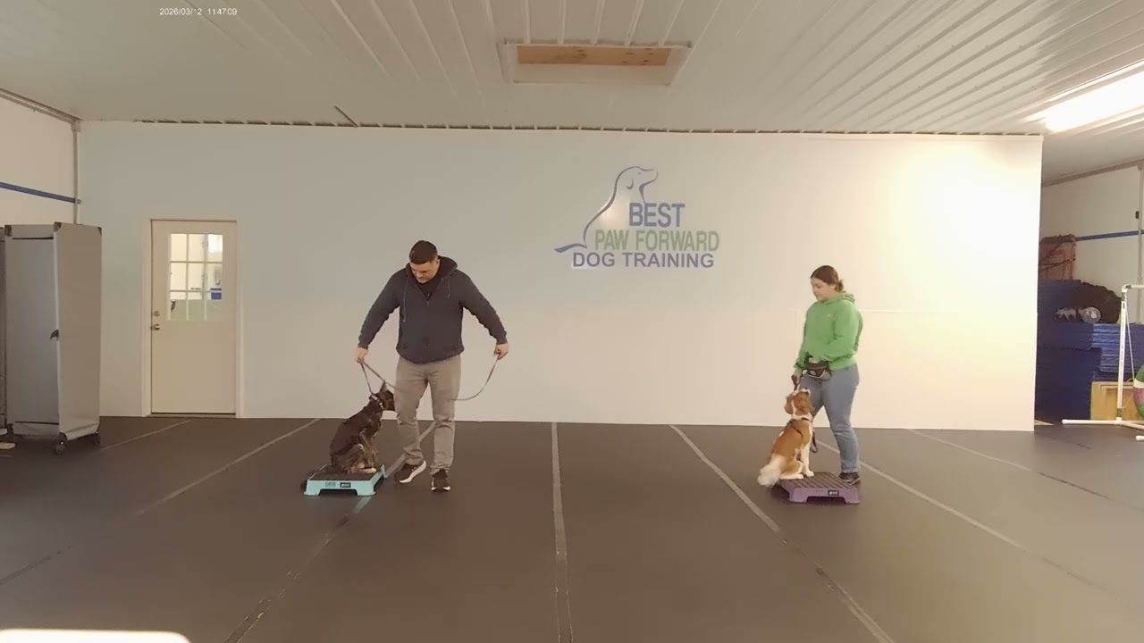 Jasmine and Mercer - BPF Board and Train Obedience near another dog