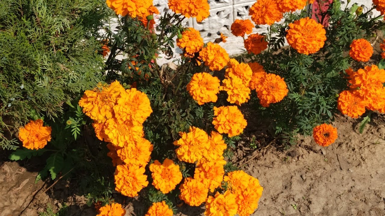 सभी को जय श्री श्याम 🌹🌹🌹