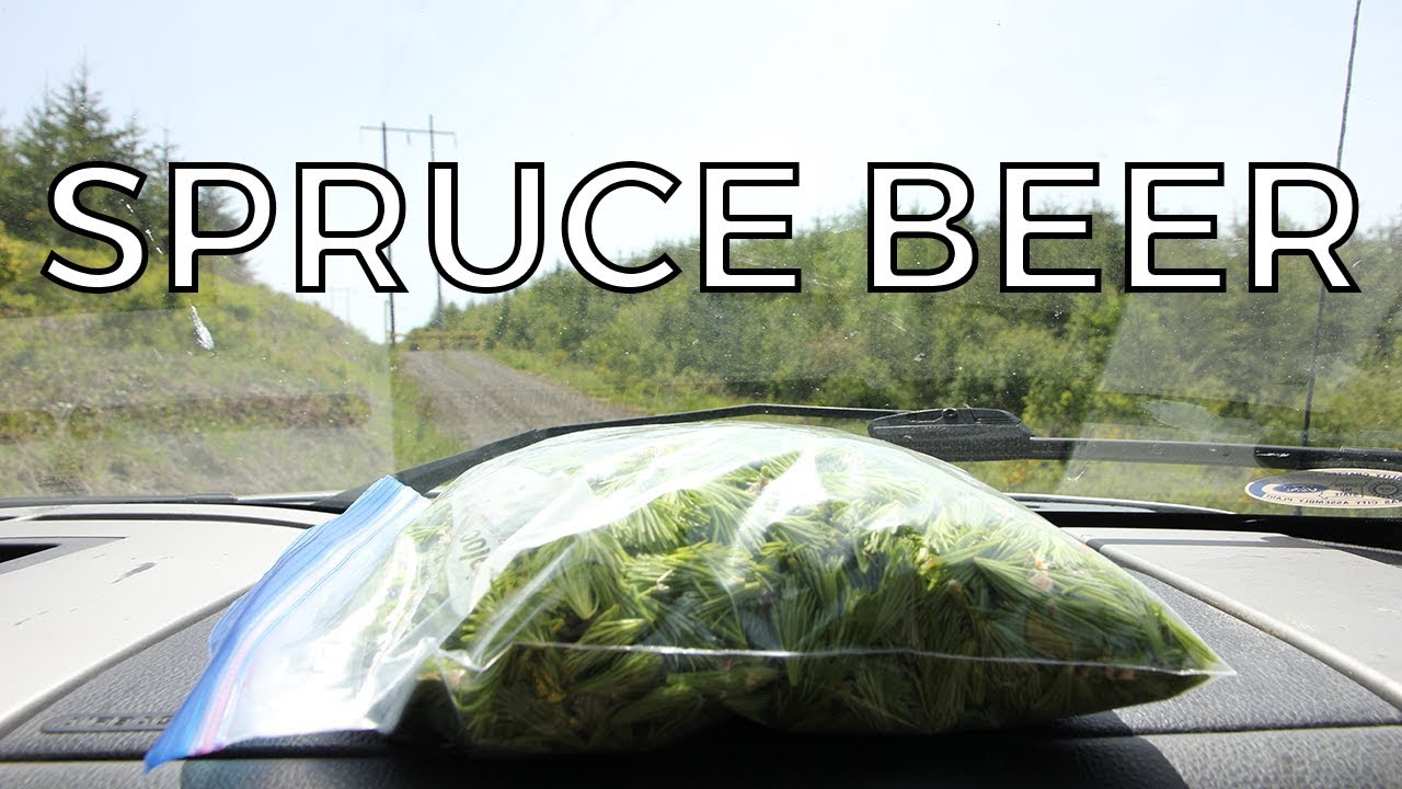 Sweet and Simple Spruce Tip Beer